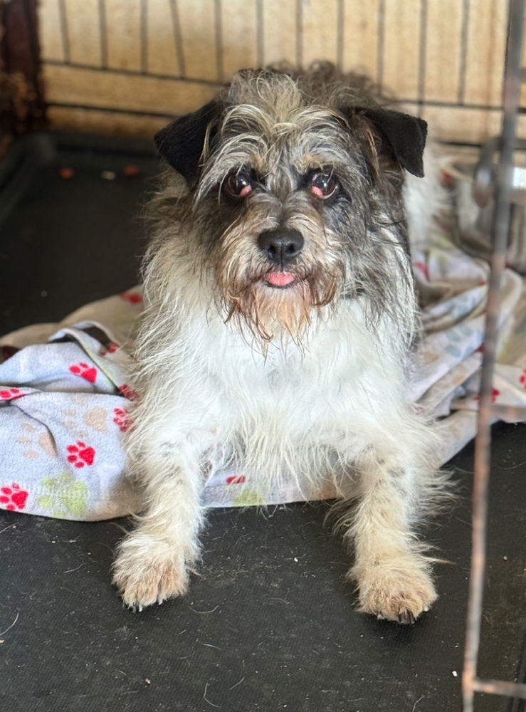 Hudson/Clyde, an adoptable Shih Tzu, Schnauzer in Columbia, TN, 38401 | Photo Image 2