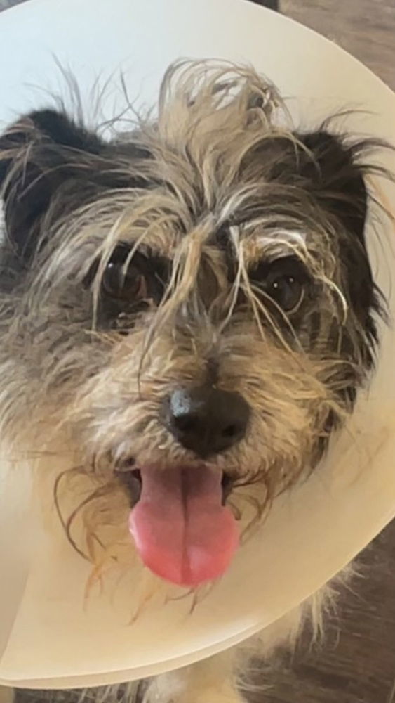 Hudson/Clyde~, an adoptable Shih Tzu, Schnauzer in Columbia, TN, 38401 | Photo Image 2