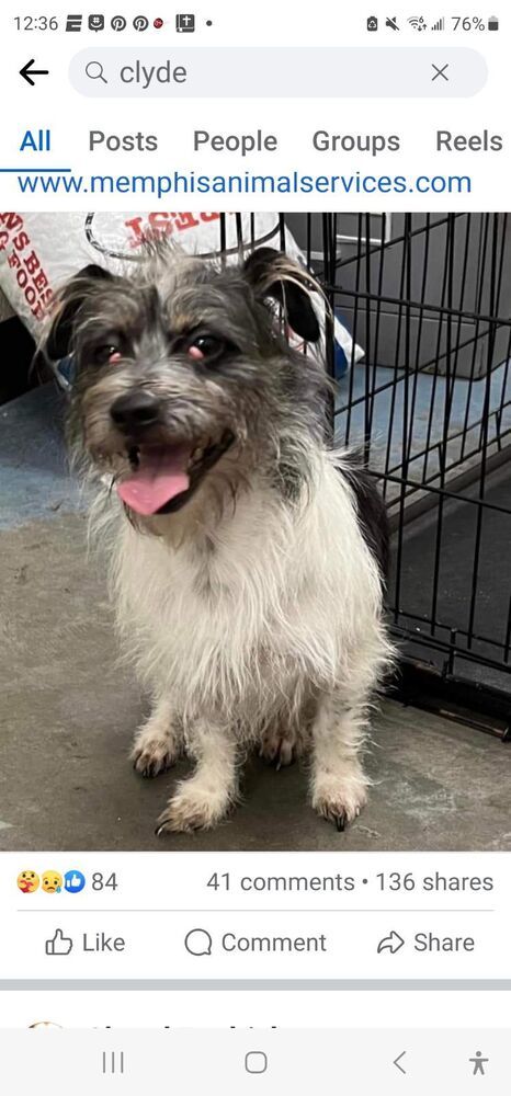 Hudson/Clyde, an adoptable Shih Tzu, Schnauzer in Columbia, TN, 38401 | Photo Image 3