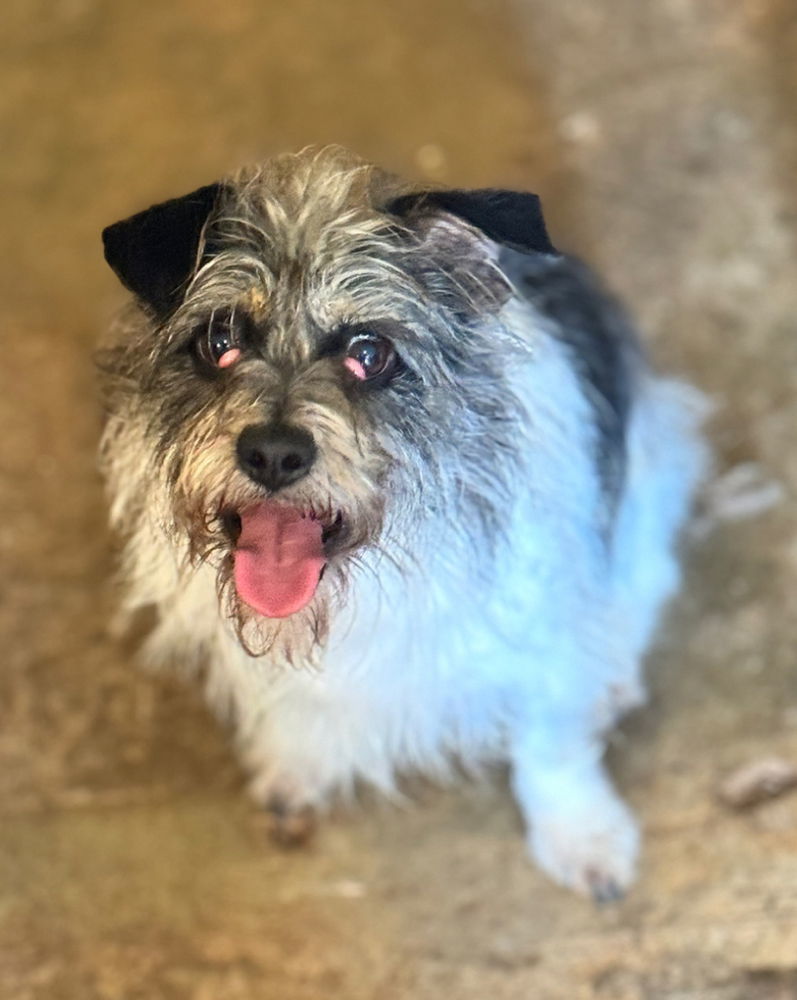 Hudson/Clyde~, an adoptable Shih Tzu, Schnauzer in Columbia, TN, 38401 | Photo Image 3