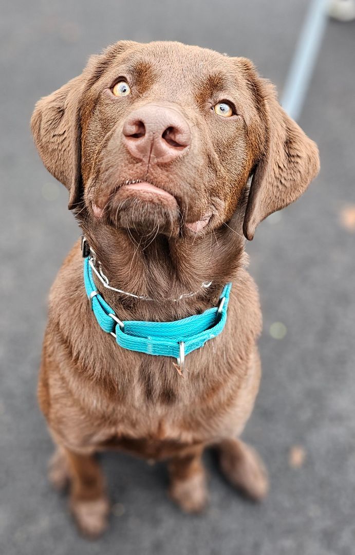 Great pyrenees and store chocolate lab mix