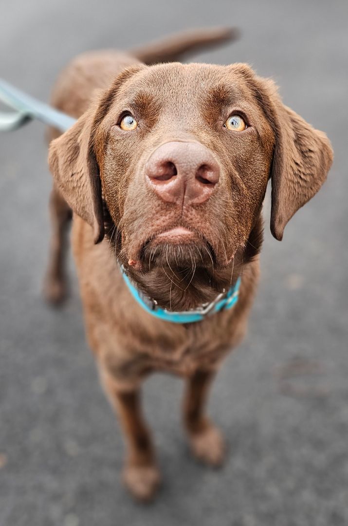 Great pyrenees and chocolate sales lab mix