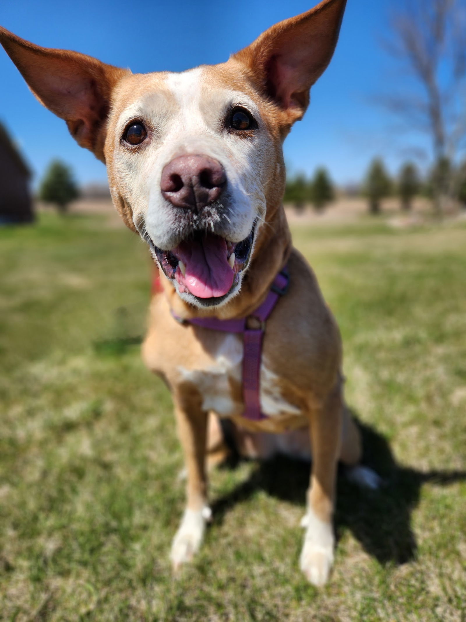 Emmy, an adoptable Pit Bull Terrier in St. Cloud, MN, 56301 | Photo Image 1