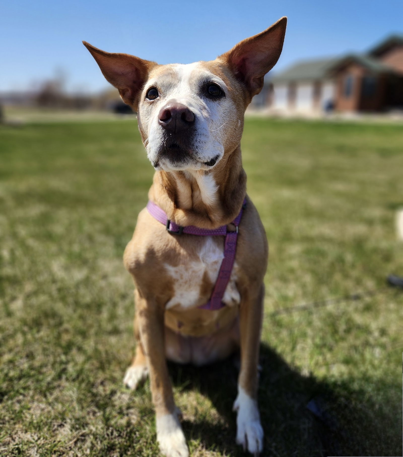 Emmy, an adoptable Pit Bull Terrier in St. Cloud, MN, 56301 | Photo Image 2