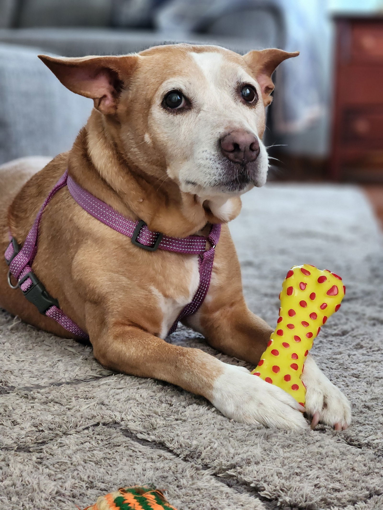 Emmy, an adoptable Pit Bull Terrier in St. Cloud, MN, 56301 | Photo Image 3