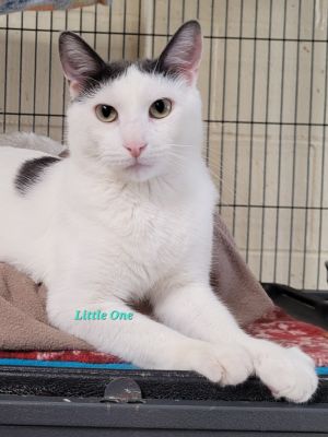 Little One, Adult Male Domestic Short Hair
