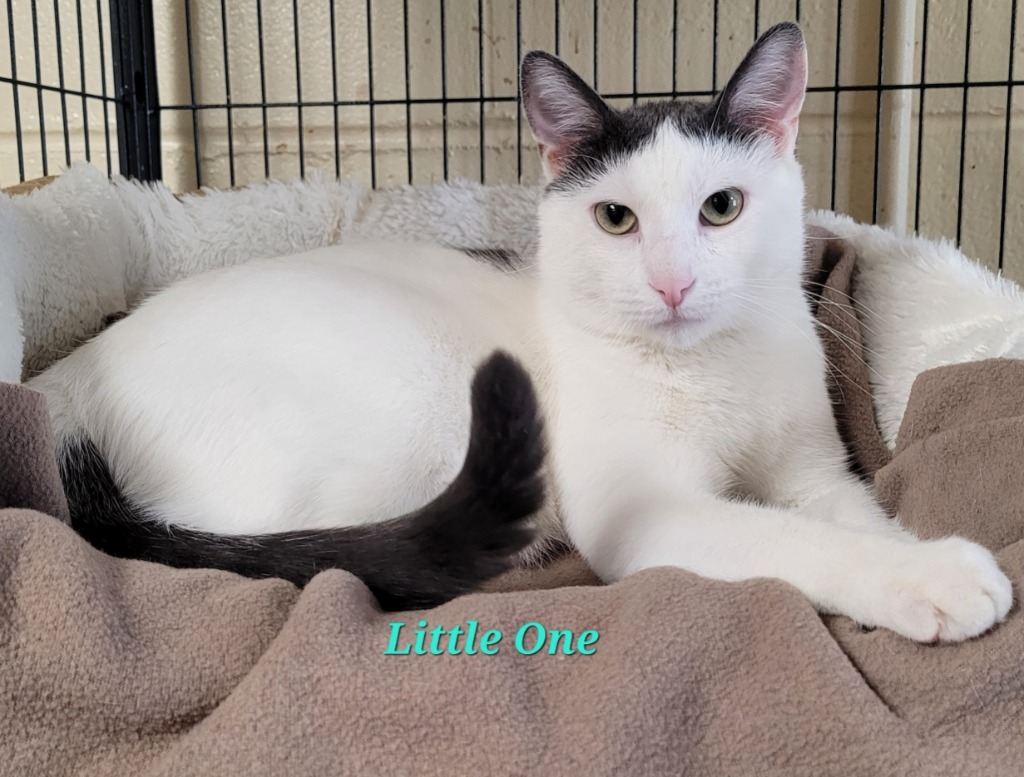 Little One, an adoptable Domestic Short Hair in Cedar Rapids, IA, 52404 | Photo Image 2