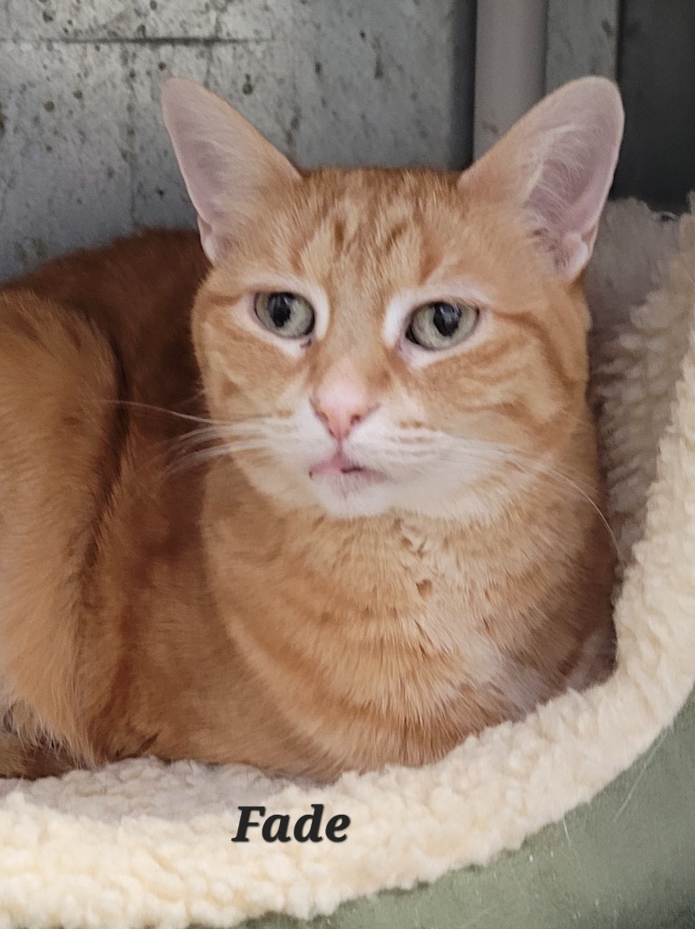 Fade, an adoptable Domestic Short Hair in Cedar Rapids, IA, 52404 | Photo Image 1