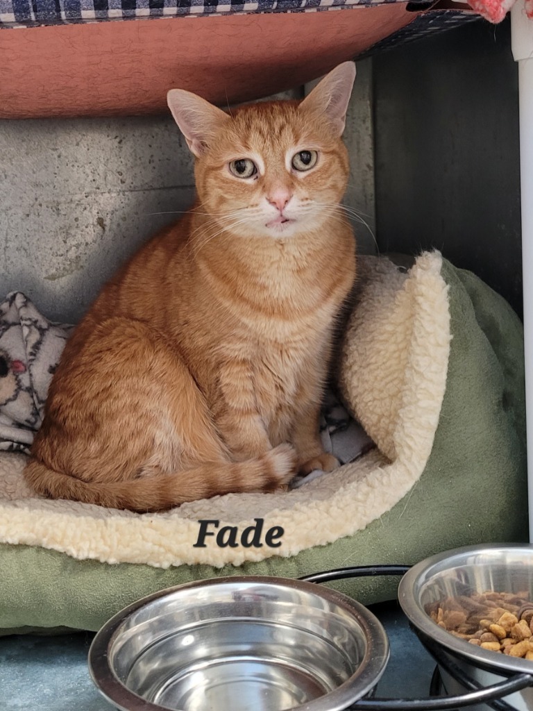 Fade, an adoptable Domestic Short Hair in Cedar Rapids, IA, 52404 | Photo Image 2