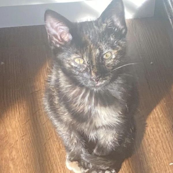 Cleopatra 