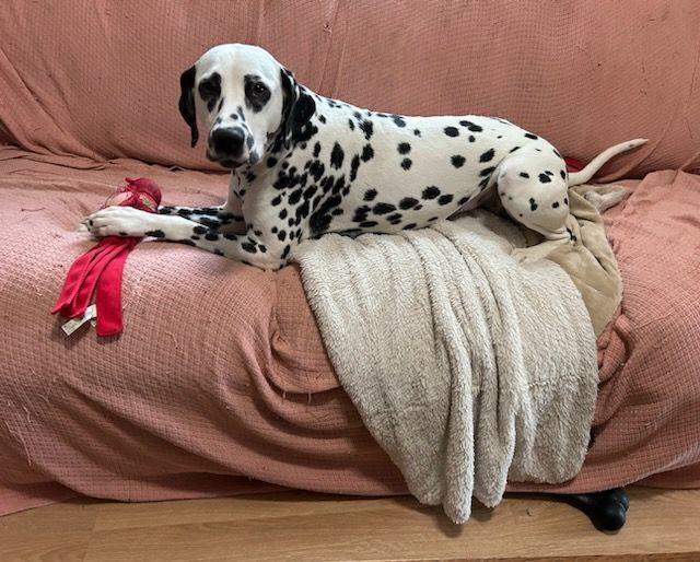 Petfinder dalmatian hot sale