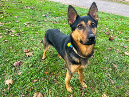Zemo, an adoptable German Shepherd Dog Mix in Bloomsburg, PA_image-2