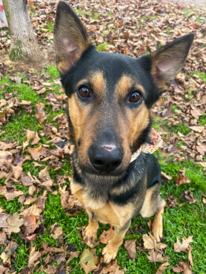 Zemo, an adoptable German Shepherd Dog Mix in Bloomsburg, PA_image-3