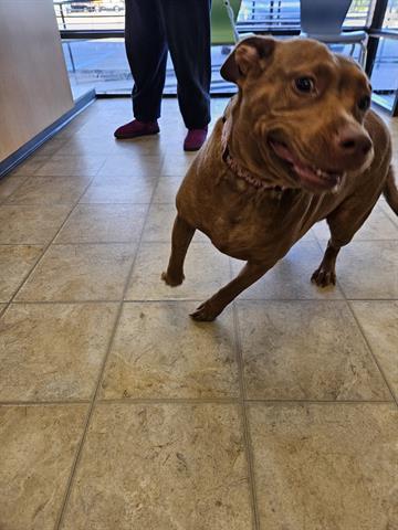 FAYE, an adoptable Pit Bull Terrier in Norfolk, VA, 23502 | Photo Image 1
