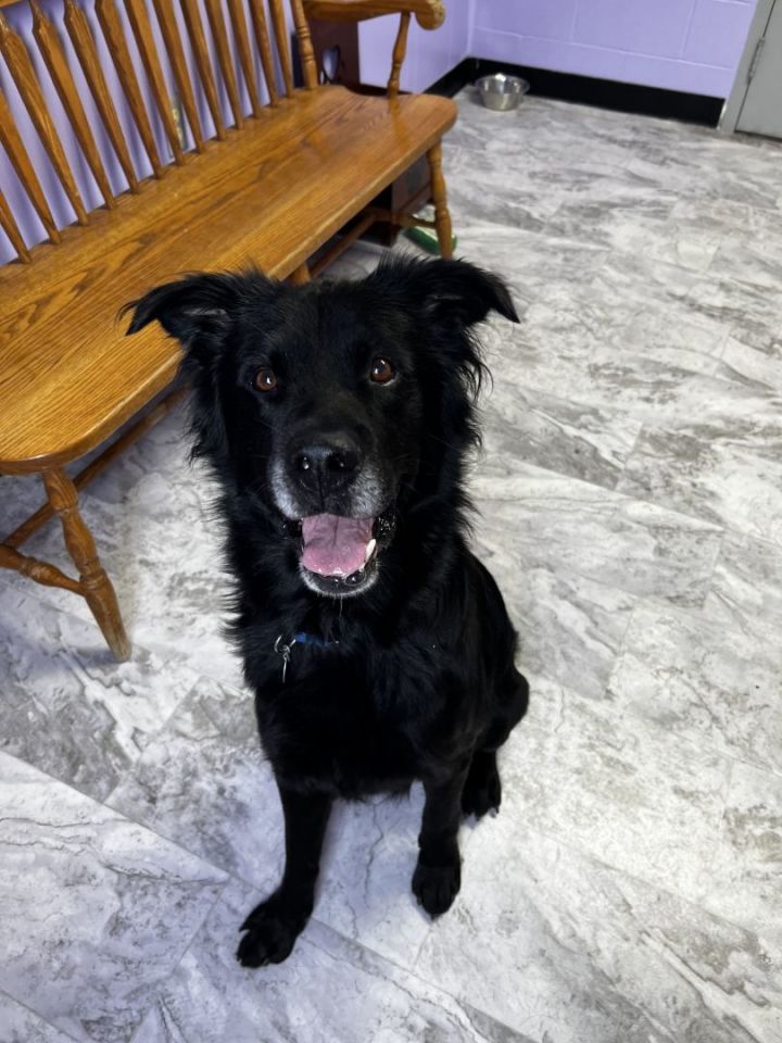 Petfinder flat hotsell coated retriever