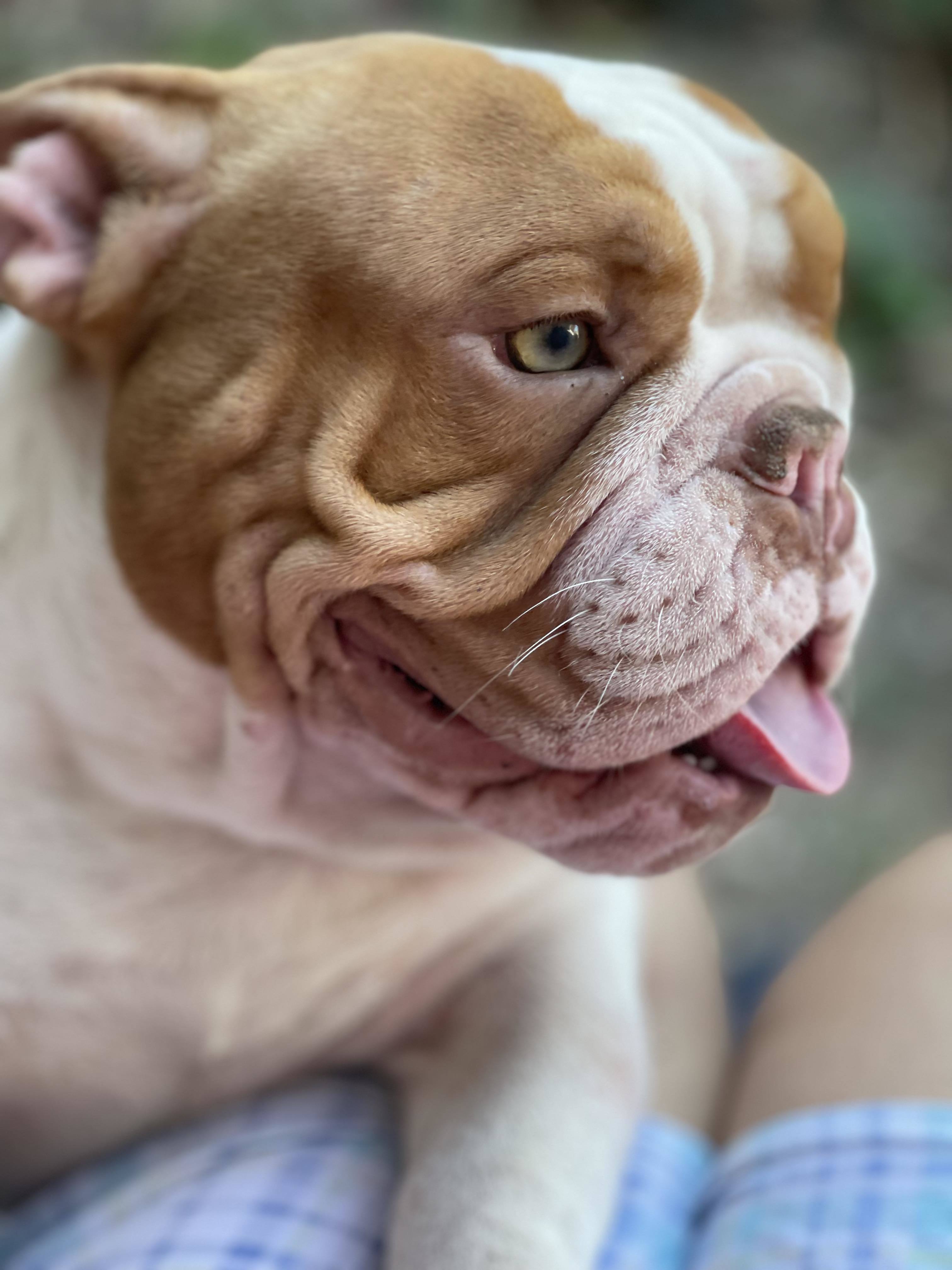 Yoda, an adoptable American Staffordshire Terrier in Arlee, MT, 59821 | Photo Image 4