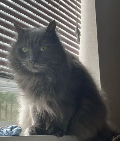 Gus, an adoptable Nebelung in Waco, TX, 76702 | Photo Image 1