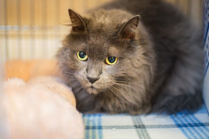 Gus, an adoptable Nebelung in Waco, TX, 76702 | Photo Image 3