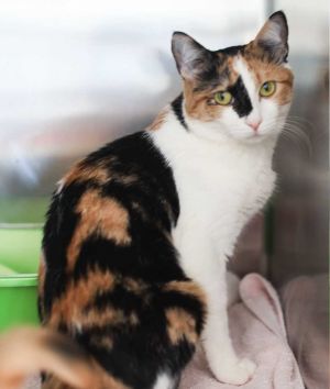 DOB102422 Spirit is a beautiful tripod cat whos redefining what it means to be unstoppable Don