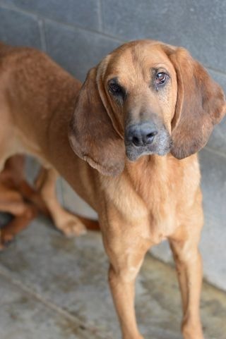 Bloodhound ga hot sale