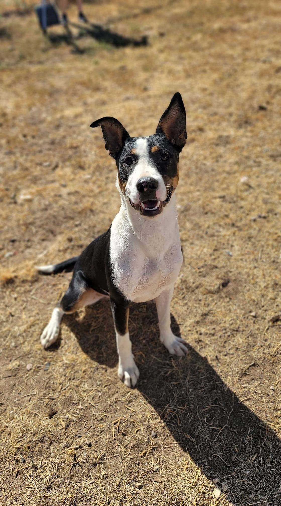 Cathy, an adoptable Border Collie in Coralville, IA, 52241 | Photo Image 1