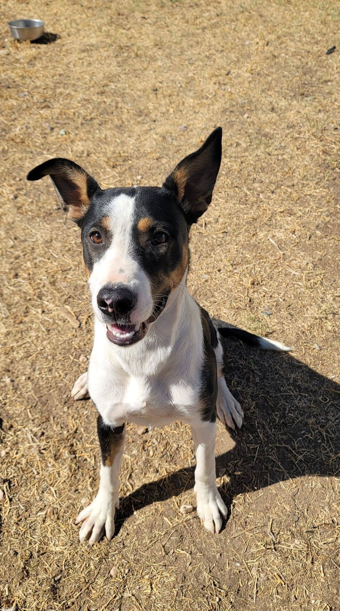 Cathy, an adoptable Border Collie in Coralville, IA, 52241 | Photo Image 2