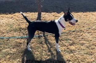 Cathy, an adoptable Border Collie in Coralville, IA, 52241 | Photo Image 3