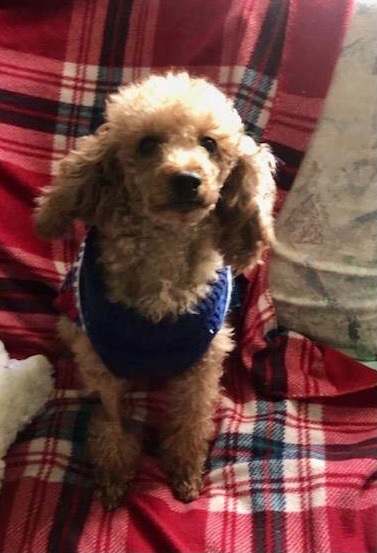 Petfinder miniature hot sale poodle