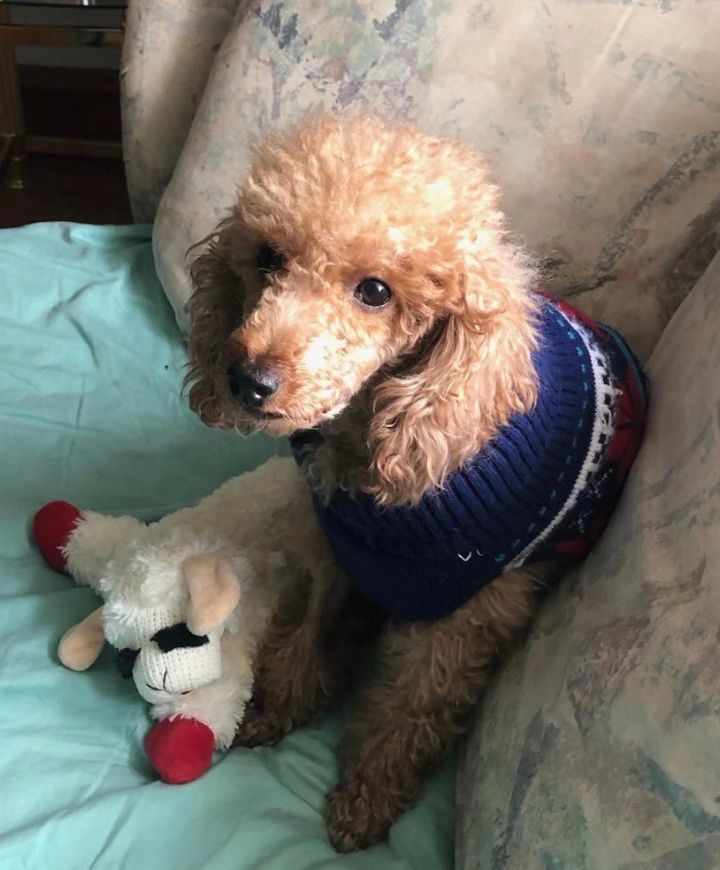 Petfinder hot sale toy poodle