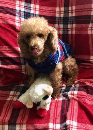 April, an adoptable Miniature Poodle in Scranton, PA_image-3