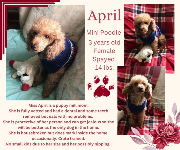 April, an adoptable Miniature Poodle in Scranton, PA_image-4