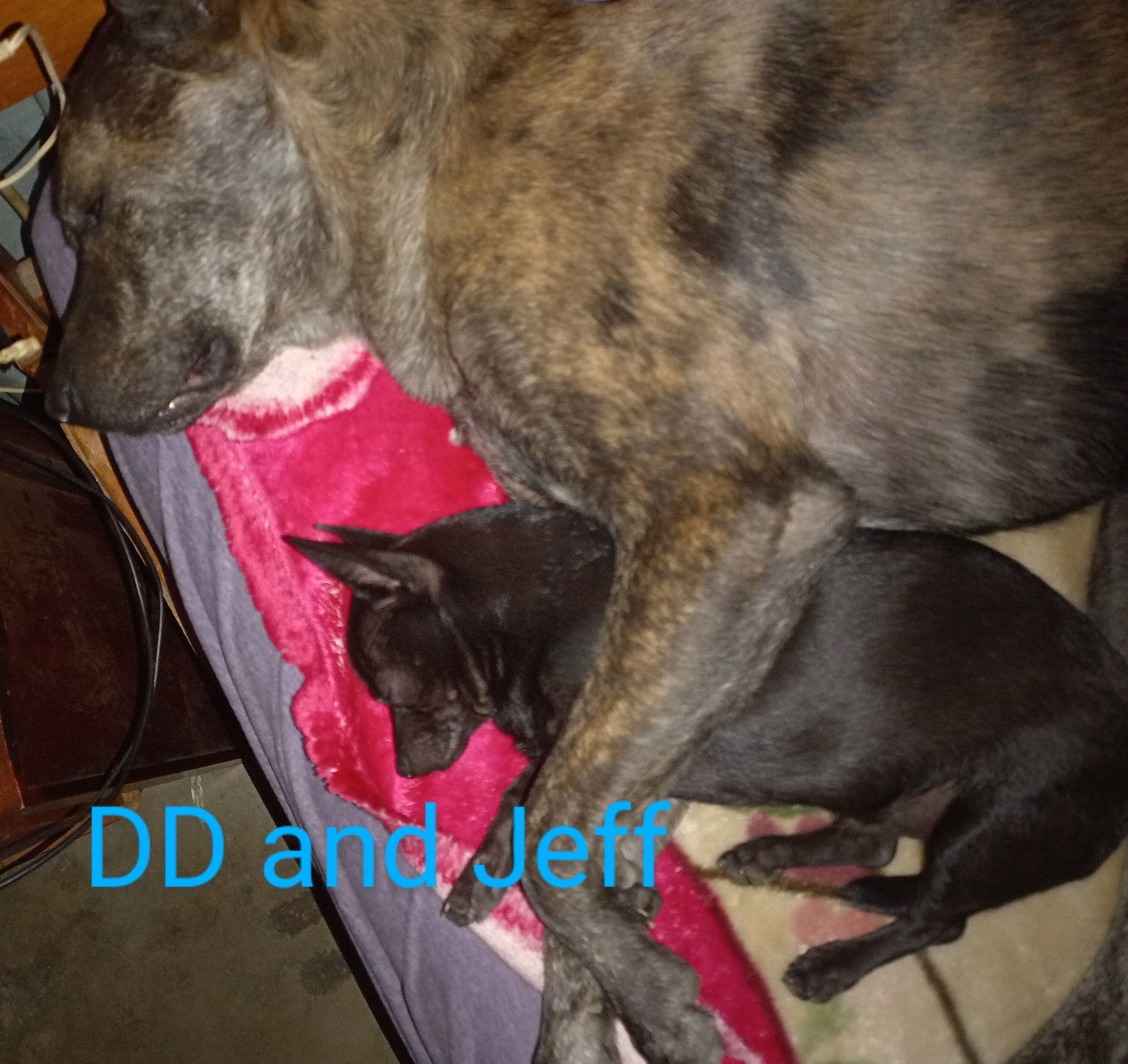 Jeff, an adoptable Chihuahua in Visalia, CA, 93277 | Photo Image 1