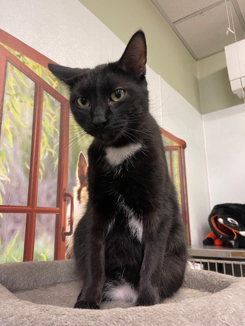 Candy, an adoptable Domestic Short Hair in Park Falls, WI, 54552 | Photo Image 1