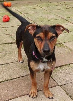 Dog for adoption Chewy a Terrier Mix in Waupaca WI Petfinder