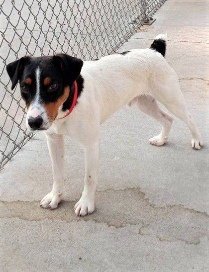 Jack, an adoptable Jack Russell Terrier in Waupaca, WI, 54981 | Photo Image 1