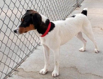 Jack, an adoptable Jack Russell Terrier in Waupaca, WI, 54981 | Photo Image 2