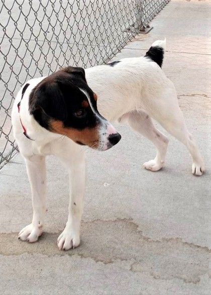 Jack, an adoptable Jack Russell Terrier in Waupaca, WI, 54981 | Photo Image 3