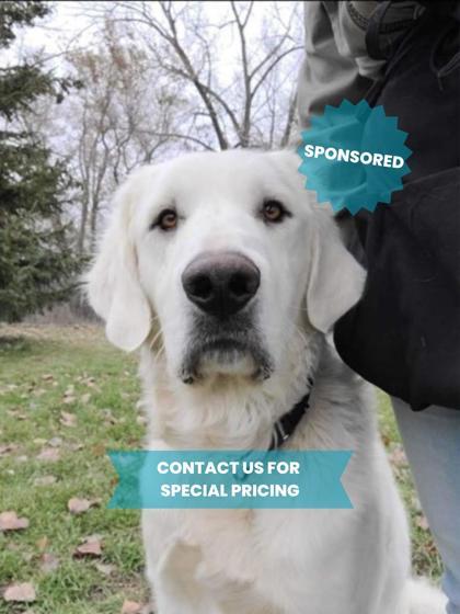 Oscar, an adoptable Great Pyrenees, Mixed Breed in Fergus Falls, MN, 56537 | Photo Image 1