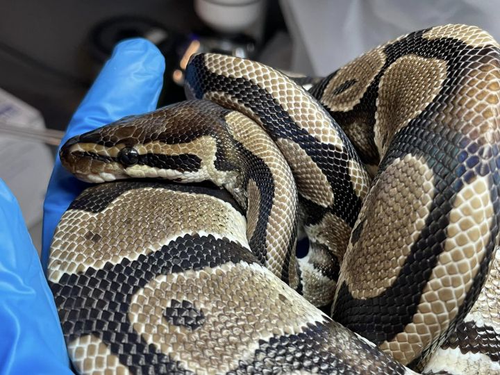Snake for adoption - Bradley, a Ball Python in Durham, NC | Petfinder
