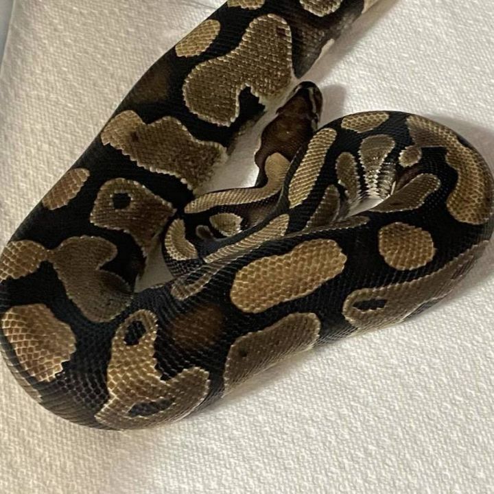 Snake for adoption - Bradley, a Ball Python in Durham, NC | Petfinder