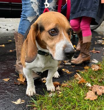 Rufus, an adoptable Beagle in West Decatur, PA_image-6