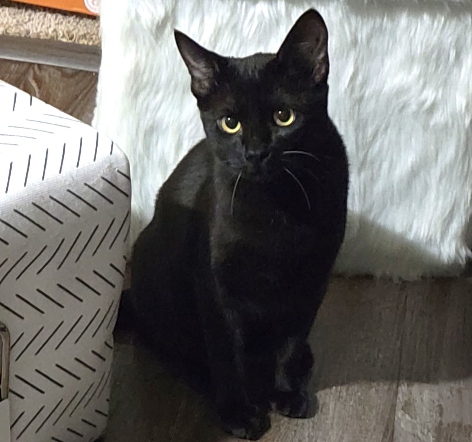 Blurp, an adoptable Domestic Short Hair in Springfield, OR, 97475 | Photo Image 1