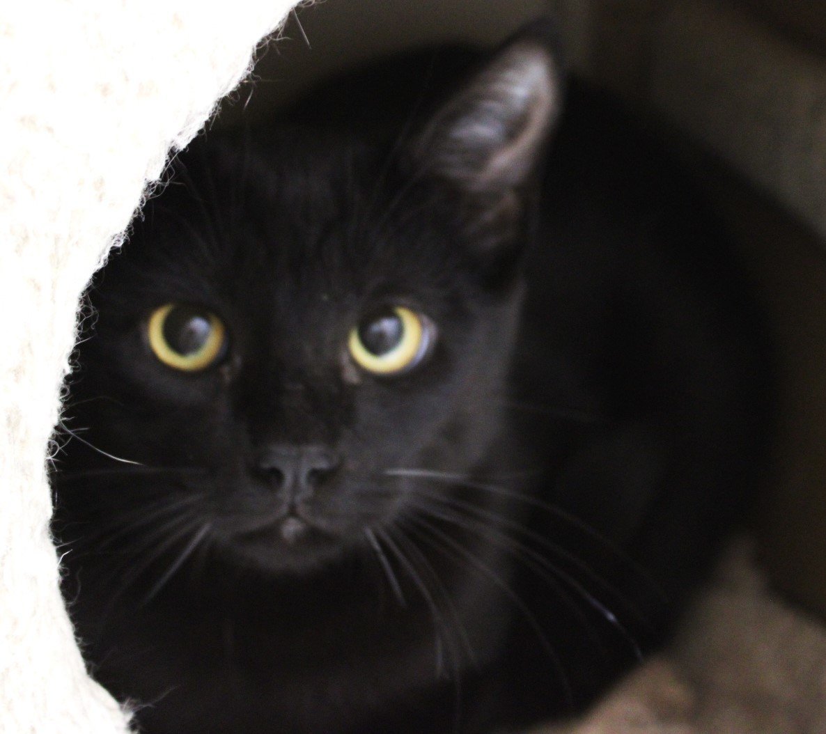 Blurp, an adoptable Domestic Short Hair in Springfield, OR, 97475 | Photo Image 2