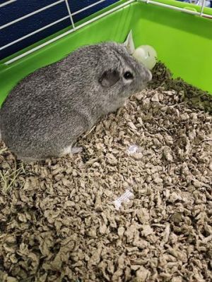 HENRY, Senior Male unknown