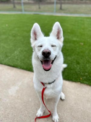 Ernie $100 adoption fee ALL DOGS Siberian Husky Dog