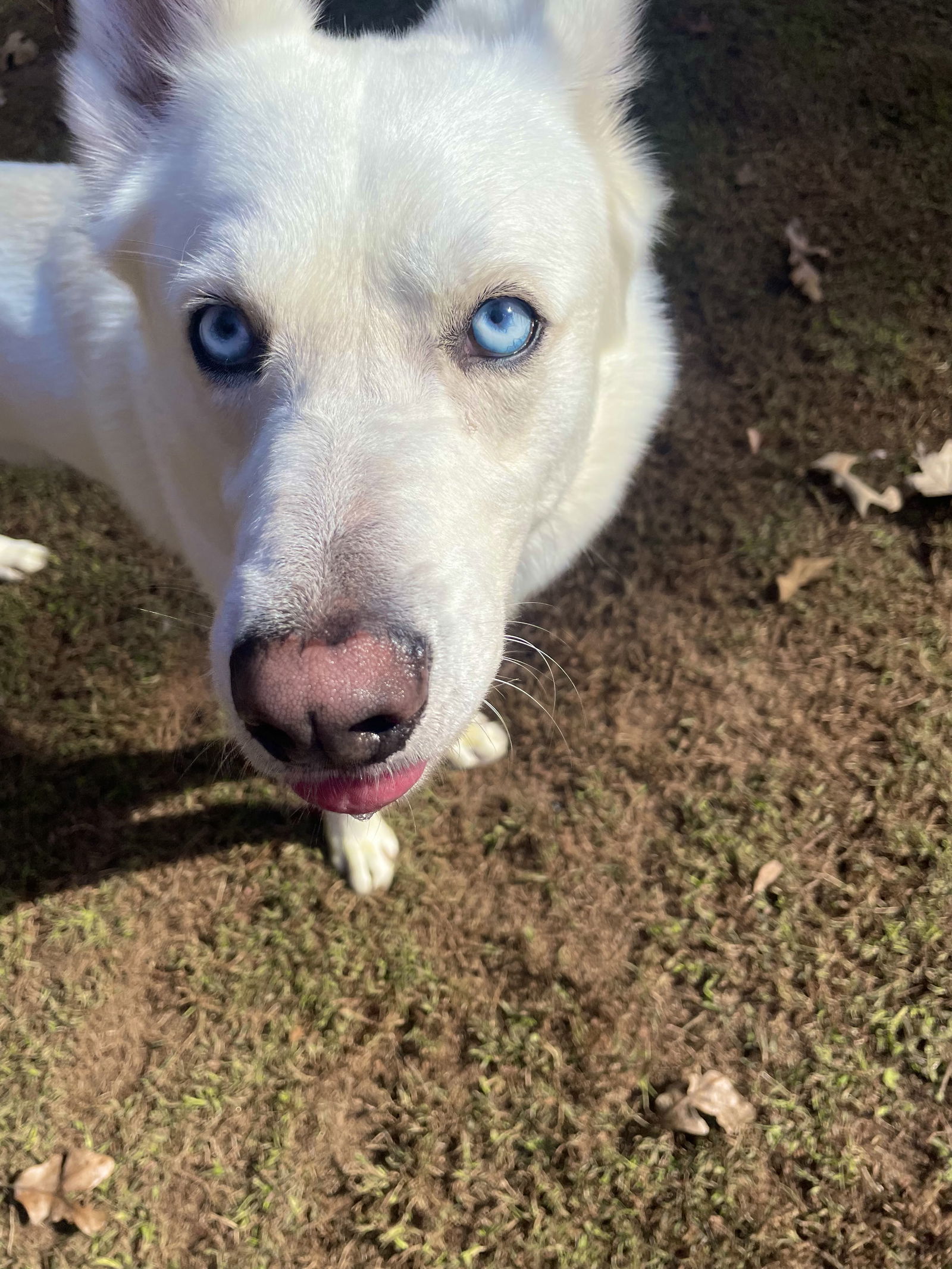 Ernie $100 adoption fee ALL DOGS