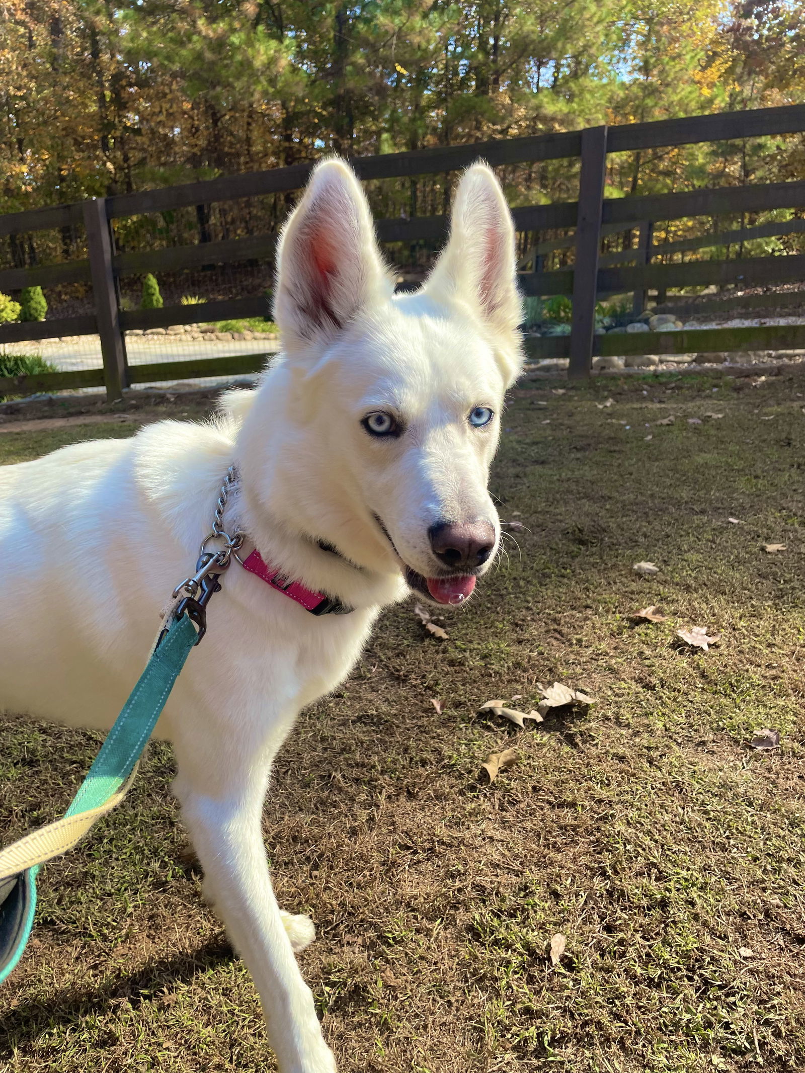 Ernie $100 adoption fee ALL DOGS