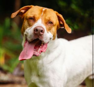 best with cats or low-key female dogs Meet Jaxon This 3 year old Great Pyrenees mix is large in