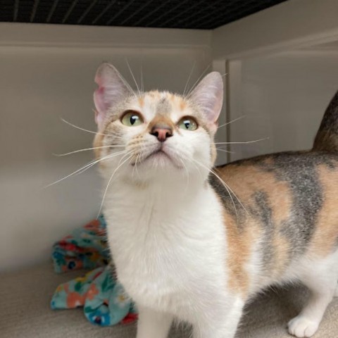 Maple, an adoptable Domestic Short Hair in Milford, IA, 51351 | Photo Image 1