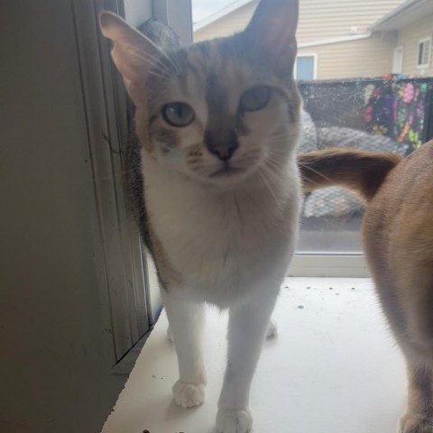 Maple, an adoptable Domestic Short Hair in Milford, IA, 51351 | Photo Image 2